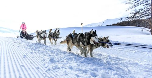 chiens de traineaux 05
