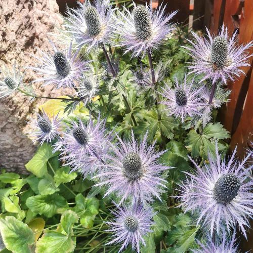 fleurs